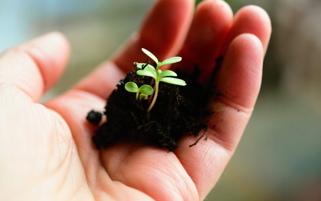 Does Hydroponics Yield More Than Soil?